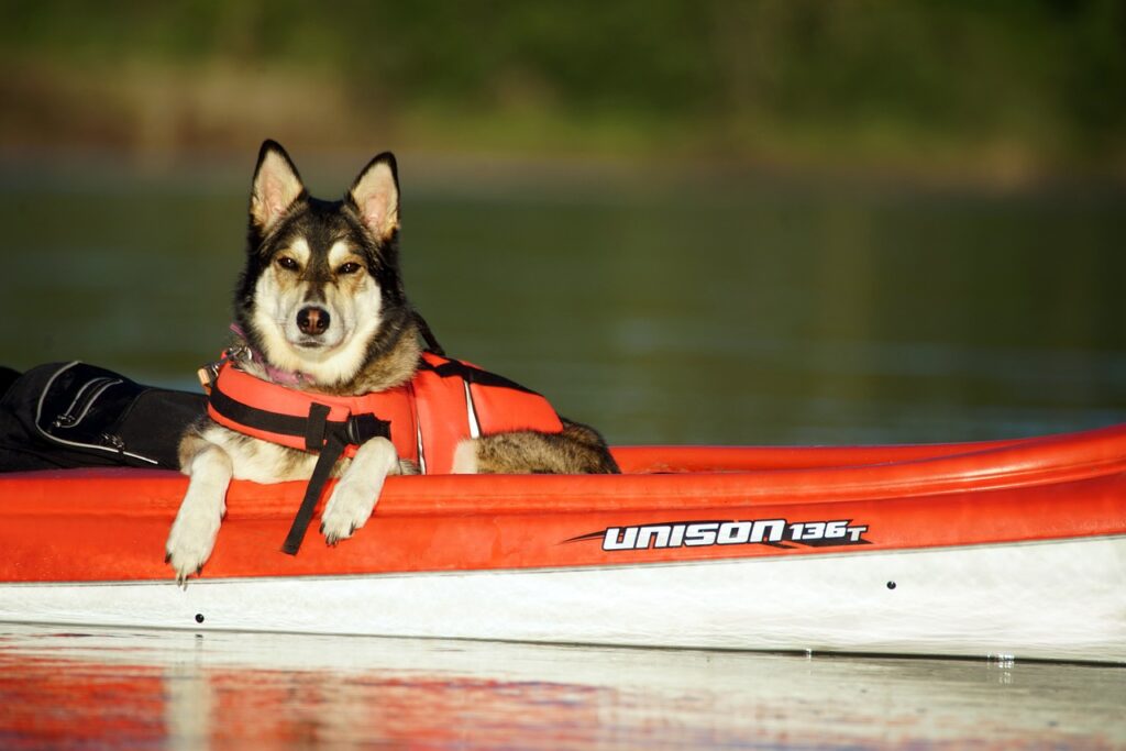 dog, kayak, boat, outdoor, pet, canine, dog on a kayak, kayak, kayak, animal, kayak, kayak, kayak