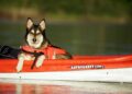 dog, kayak, boat, outdoor, pet, canine, dog on a kayak, kayak, kayak, animal, kayak, kayak, kayak