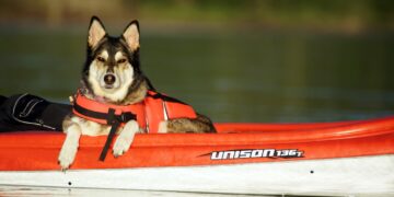 dog, kayak, boat, outdoor, pet, canine, dog on a kayak, kayak, kayak, animal, kayak, kayak, kayak