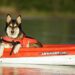 dog, kayak, boat, outdoor, pet, canine, dog on a kayak, kayak, kayak, animal, kayak, kayak, kayak
