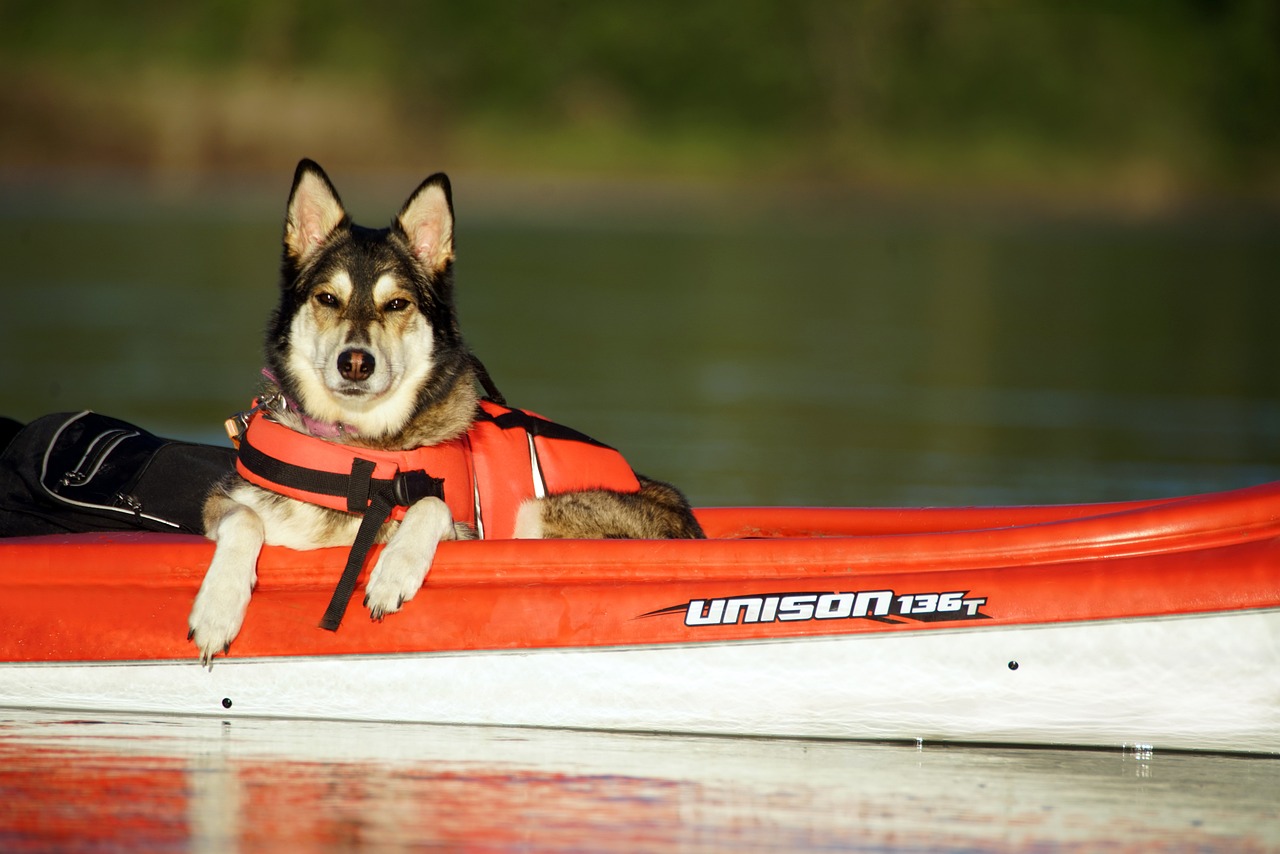 dog, kayak, boat, outdoor, pet, canine, dog on a kayak, kayak, kayak, animal, kayak, kayak, kayak